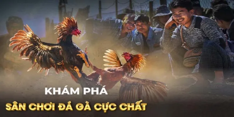 Tham Gia Đá Gà GA28 Tại QH88 Để Nhận Thưởng Khủng Ngay 2 Tham Gia Đá Gà GA28 Tại QH88 Để Nhận Thưởng Khủng Ngay
