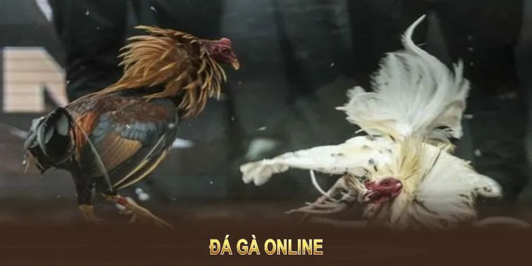 Đá Gà WS168 Tại QH88 Cơ Hội Thắng Lớn Đang Chờ Đón